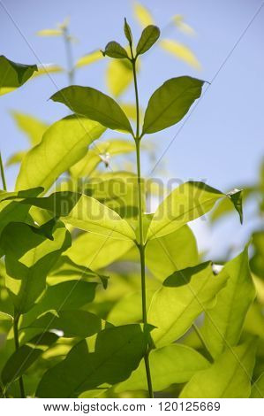 close up fresh green Wrightia religiosa Benth leaves