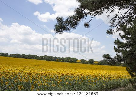 Field of blooming sunflowers.
