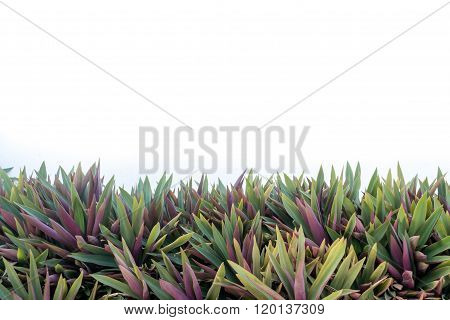 Oyster plant on white wall texture background