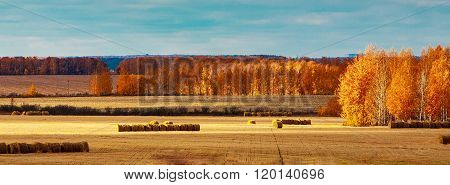 Harvesting hay