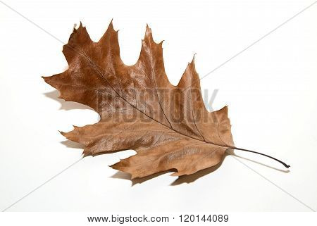 Dry Autumn Oak Leaf On  Over White