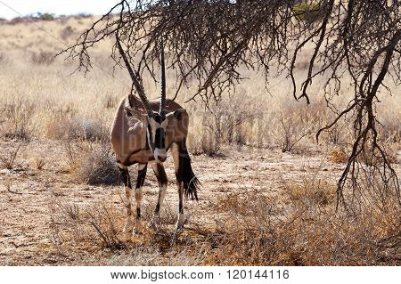 Gemsbok, Oryx Gazella