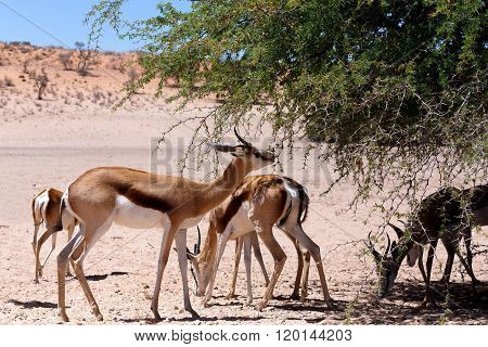 Springbok Antidorcas Marsupialis In Kgalagadi