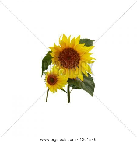 Due girasoli