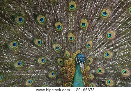 Peafowl