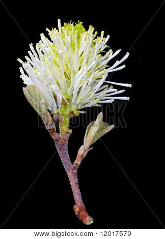 Forthergilla Gardenii