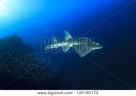 Shark Ray (Bowmouth Guitarfish) (Guitar Shark) (Rhina anclyostoma)