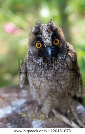 Young Owl In Front Of  Sitting On A Stump