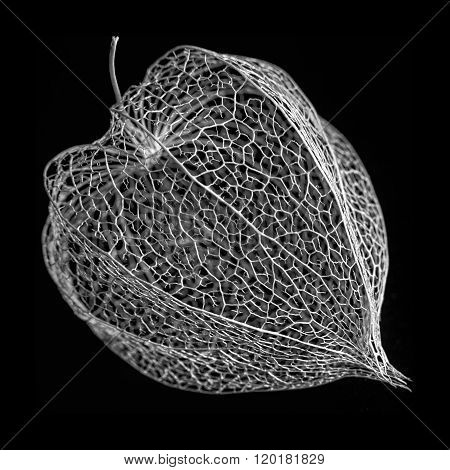Black And White Macro Shot Of Physalis Alkekengi - Dried Fruit Abstract And Beautiful Filigree Textu