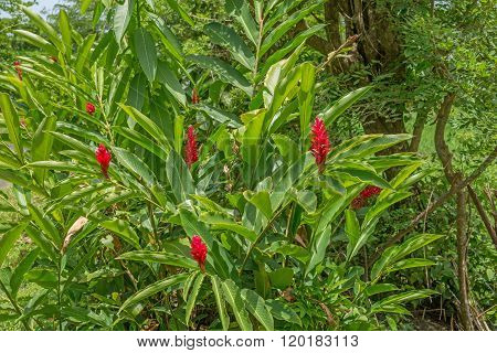 Red ginger, Alpinia purpurata