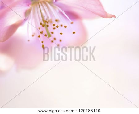 Cherry blossom flower really close up. Shallow depth of field. Soft focus.