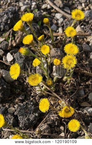 Tussilago farfara on gravel