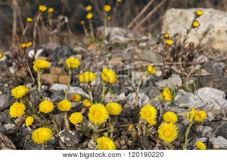 Tussilago farfara on gravel