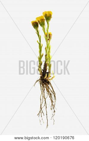 Tussilago farfara on a white background