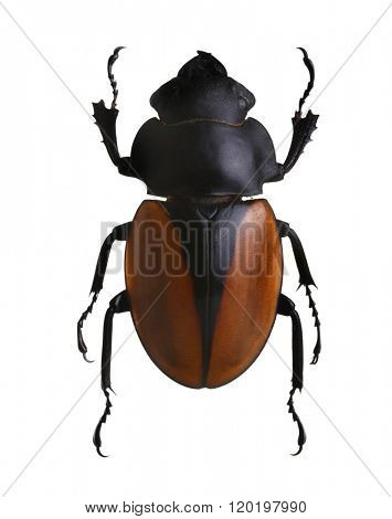 Bug isolated on white background. Torynorrhina flammea beetle.