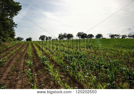 Young green maize field. Growing corn plant on sunny summer day in countryside. Slovakia