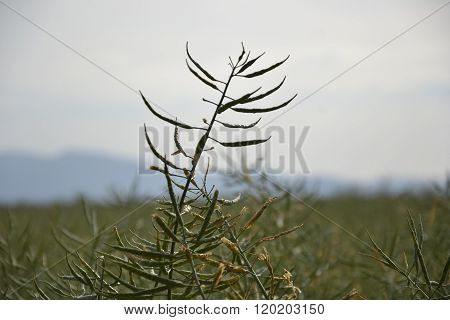 Ripe seeds of rape. Field of green ripeness oilseed rape isolated on a cloudy blue sky in summer tim