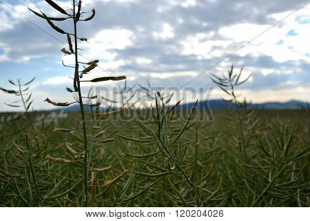 Ripe seeds of rape. Field of green ripeness oilseed rape isolated on a cloudy blue sky in summer tim