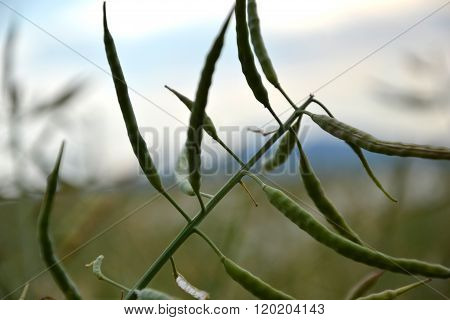 Ripe seeds of rape. Field of green ripeness oilseed rape isolated on a cloudy blue sky in summer tim