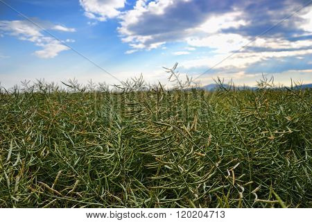 Ripe seeds of rape. Field of green ripeness oilseed rape isolated on a cloudy blue sky in summer tim