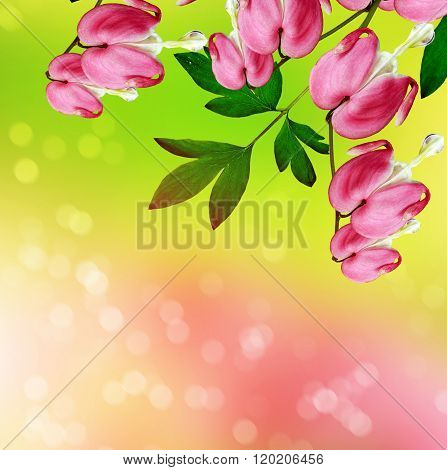 Pink Bleeding Heart Flower