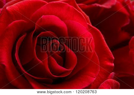 Beautiful Red Rose Close up. Macro Flower Background Photo