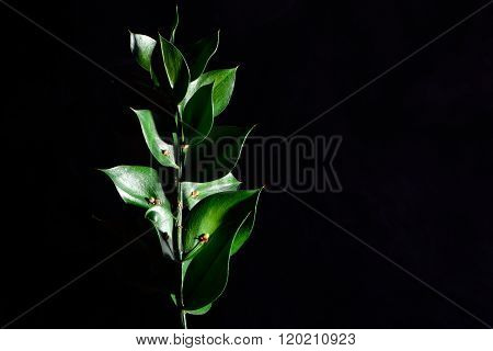 Butcher's broom (Ruscus aculeatus)