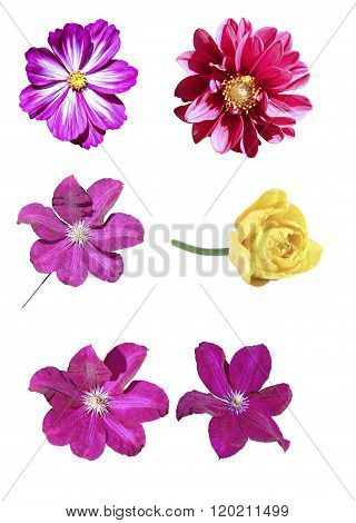 Pink Kosmeya, Yellow Tulip, Big Flower Of Red Clematis And Red Flower Dahlia Isolated