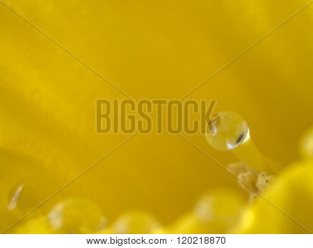Daffodil In Studio Setting