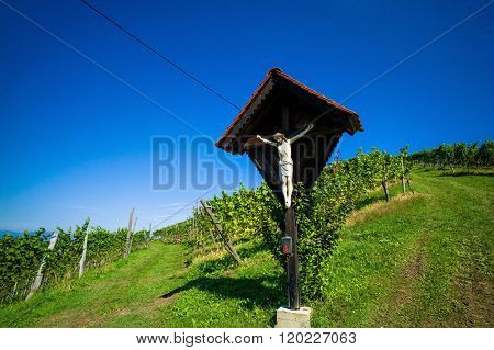 grapes in the vineyard