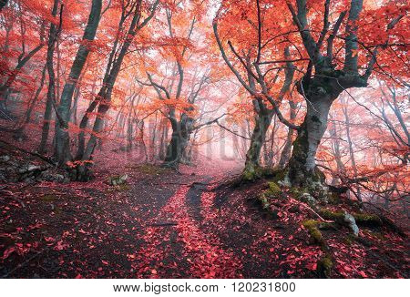 Beautiful Magic Red Forest In Fog In Autumn. Fairytale Landscape