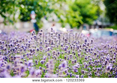 Beautiful lavender seen in the city with defocused urban environemnt in the background