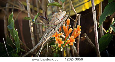 Tree lizard or small dragon hold on tree branch behind leaf in Khao kao national park Thailand focus