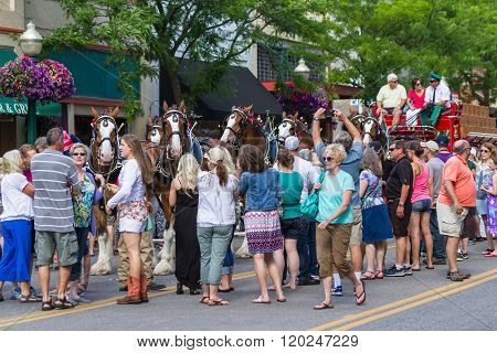 Budweiser Clydesdales In Coeur D' Alene, Idaho