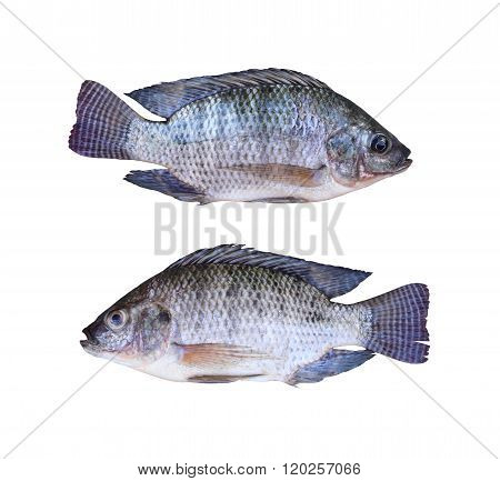 Fresh Tilapia or Mango fish of freshwater isolated on white background and clipping paths.