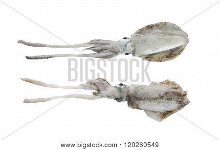 Fresh Bigfin Reef Squid Or Soft Cuttlefish Isolated On White Background.