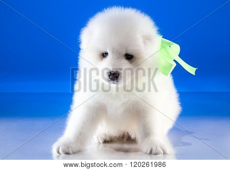 Puppy of Samoyed