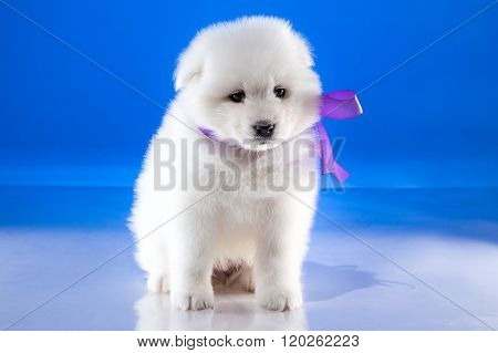 Small puppy of Samoyedskaja dog