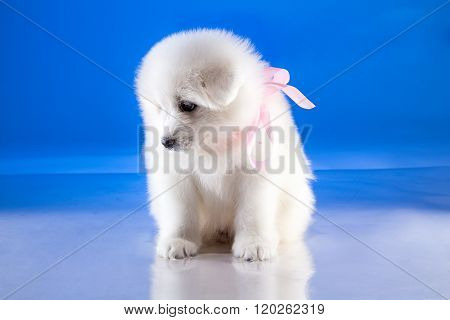 Fluffy puppy of Samoyedskaja dog