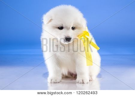 Furry puppy of Samoyedskaja dog