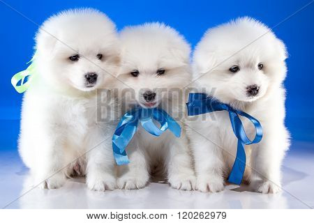 White little puppies of Samoyedskaja dog