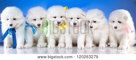 Puppies of Samoyedskaja dog