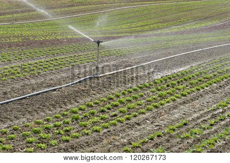 Market Gardening, Watering In The Fields