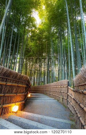 Arashiyama Bamboo Forest in  Kyoto Japan