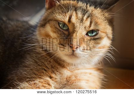 Close Up Portrait Of Beautiful Domestic Cat