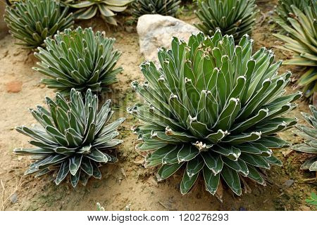 Agave Victoriae-reginae