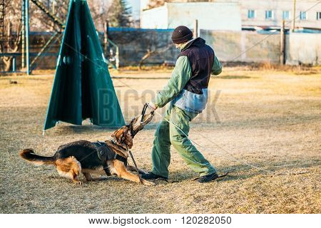 German Shepherd Dog training