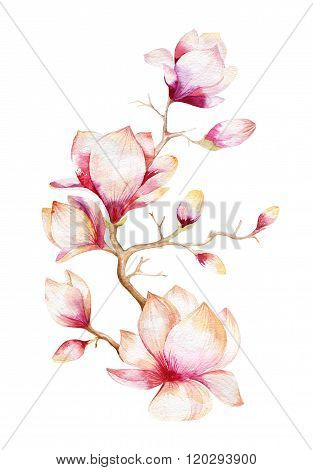 Painting Magnolia flower wallpaper. Hand drawn Watercolor floral