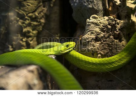 The Green Mamba
