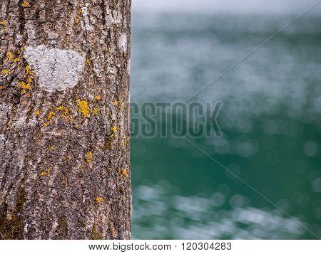 Bark Of A Tree Beside A Lake